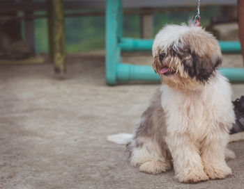 Close-up of dog sitting outdoors