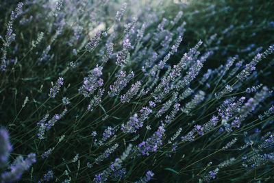 Close-up of purple flowering plants