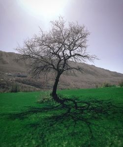 Bare tree on landscape against sky