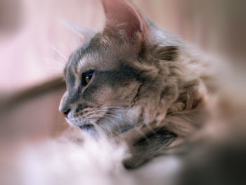 Close-up of a cat looking away