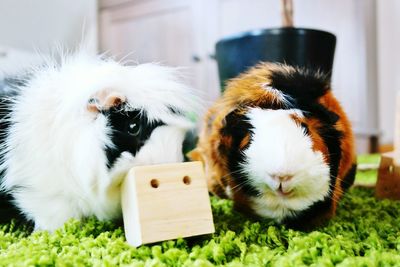 Close-up of guinea pigs on field