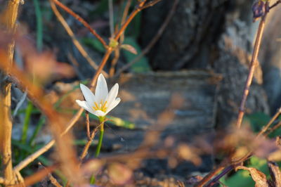 Close-up of white crocus flowers on land