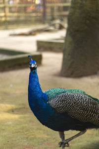 Close-up of a peacock