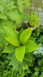 Close-up of green plant