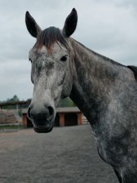 Close-up of horse