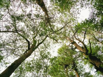 Low angle view of trees against sky