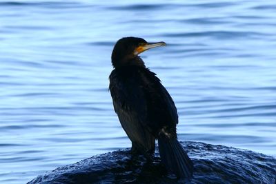 Close-up of bird perching on rock