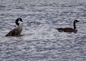 Ducks swimming in lake