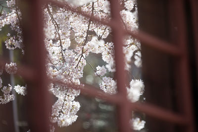 White flowering tree seen through window