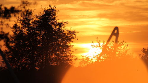 Trees at sunset