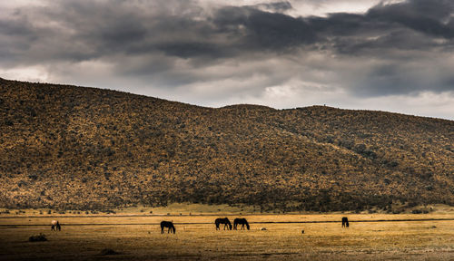 Horses grazing on landscape against sky