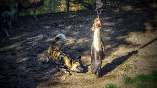 High angle view of bird on land
