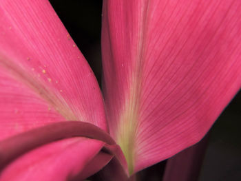 Close-up of pink flower