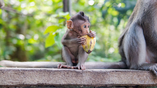 Lion sitting on wood