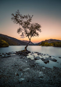 Scenic view of sea against sky during sunset lonely tree snowdonia