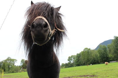 Close-up of a horse on field