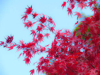 Low angle view of autumnal leaves against blue sky