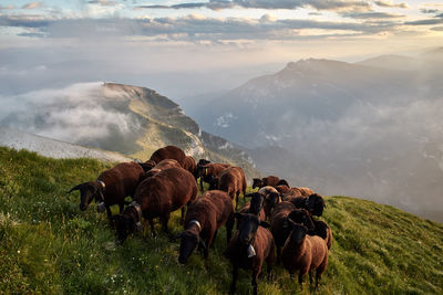 Sheep grazing on mountain