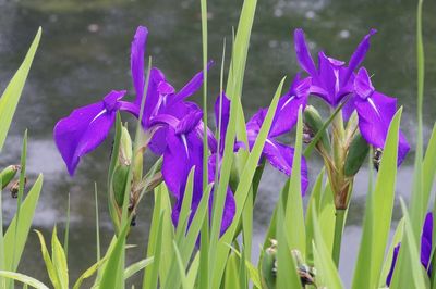 Close-up of purple flowering plants