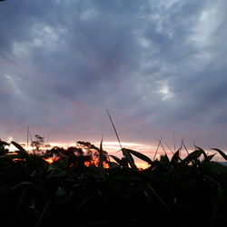 Low angle view of silhouette plants on field against sky at sunset