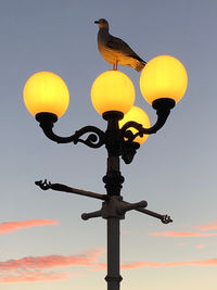 Low angle view of bird perching on street light