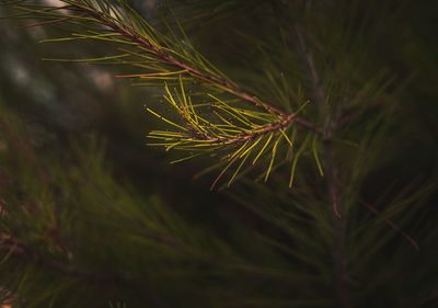 Close-up of pine tree