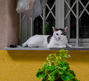 Cat sitting on window sill