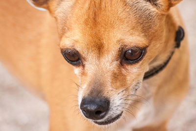 Close-up portrait of dog