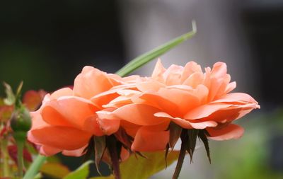 Close-up of peach roses blooming outdoors