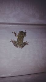 Close-up of lizard on floor