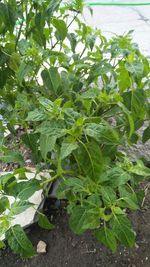 High angle view of fresh green plant in field