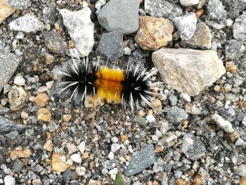 High angle view of insect on rock