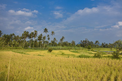 Scenic view of field against sky
