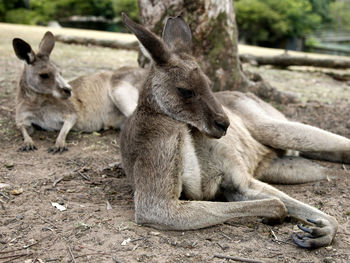 Close-up of kangaroos on field