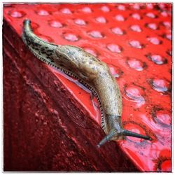 Close-up of a lizard on red surface