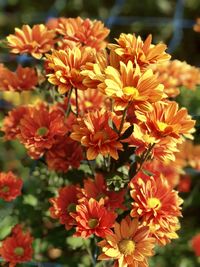 Close-up of orange flowering plants