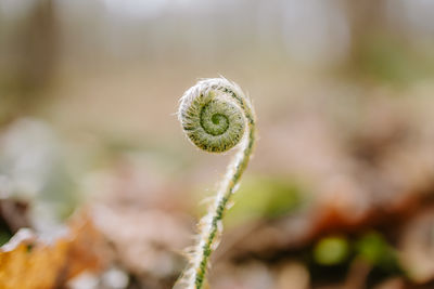 Close-up of snail on plant