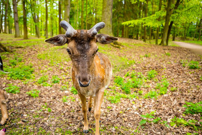 Portrait of a horse in the forest