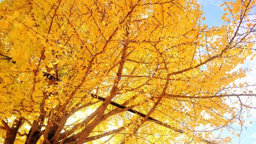 Low angle view of tree against sky