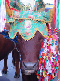 Close-up portrait of cow