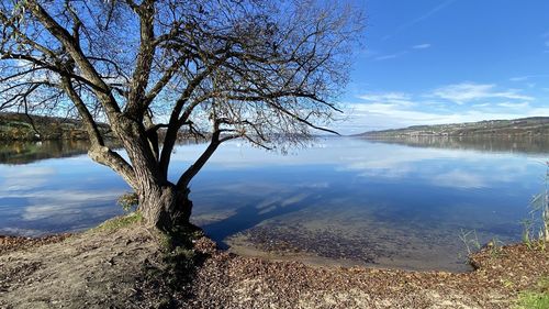 Bare tree by lake against sky