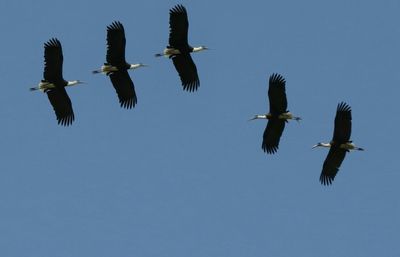 Low angle view of birds flying against clear sky