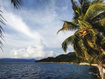 Palm tree by sea against sky