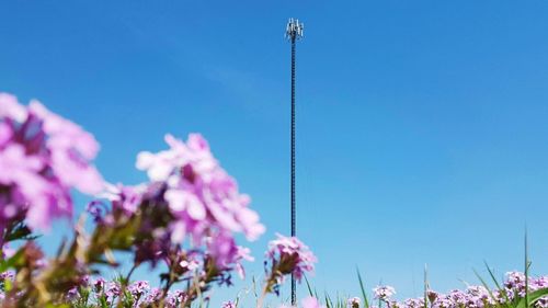 Low angle view of purple flowers against clear blue sky