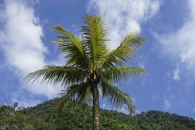 Low angle view of palm tree against sky