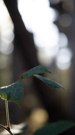 Close-up of fresh green plant