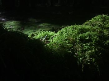 Close-up of fern on plant