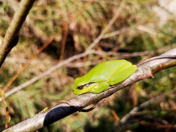 Close-up of green lizard on branch