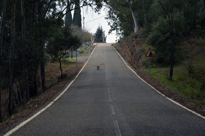 Empty road amidst trees in forest with a doc in the distance