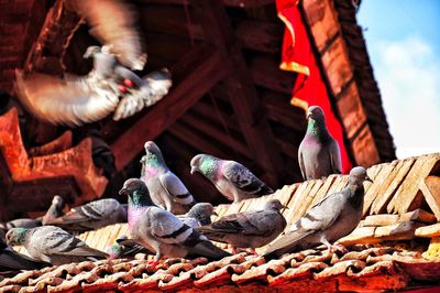 Close-up of birds